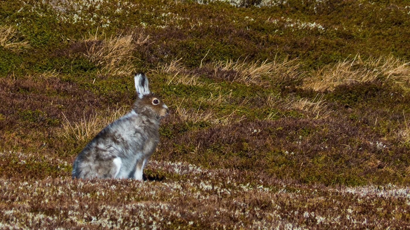 Mountain Hare